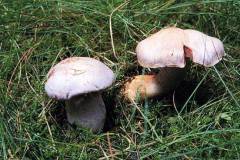 Cortinarius camphoratus