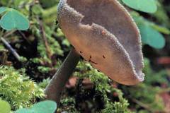 Helvella bulbosa