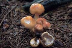 Hypholoma capnoides