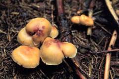 Hypholoma capnoides