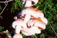 Hypholoma sublateritium