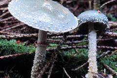 Stropharia aeruginosa