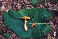 Suillus grevillei