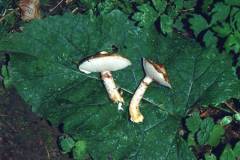 Suillus viscidus