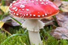 Fly Agaric