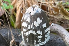 Magpie Inkcap