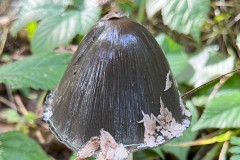 Magpie Inkcap