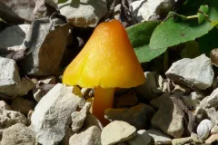 Waxcap sp.