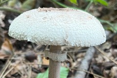 Parasol Mushroom