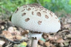 Parasol Mushroom