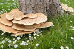 Dryad´s Saddle