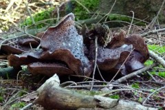 Shingled Hedgehog or Scaly Hedgehog