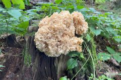 Cauliflower Fungus