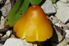 Hygrocybe persistens