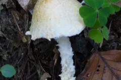 Lepiota clypeolaria