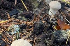 Lycoperdon perlatum