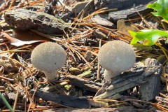 Lycoperdon perlatum