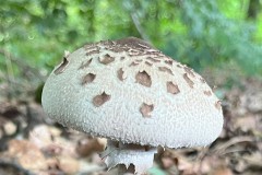 Macrolepiota procera