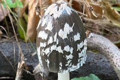 Coprinus picaceus