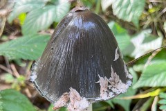 Coprinus picaceus