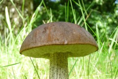 Leccinum scabrum