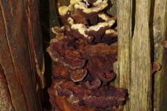 Phaeolus schweinitzii (syn. Phaeolus spadiceus)