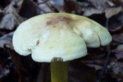 Tricholoma sulphureum