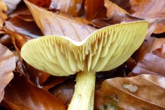 Tricholoma sulphureum