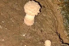 Mushroom-in-a-Grotto