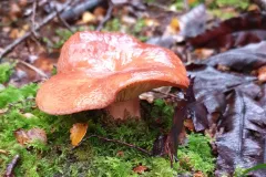Mushroom in New Zealand / Te harore i Aotearoa